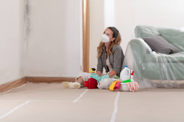 Reliable Basement Mold Remediation contractor in New Hope, MN by WQB Mold Removal