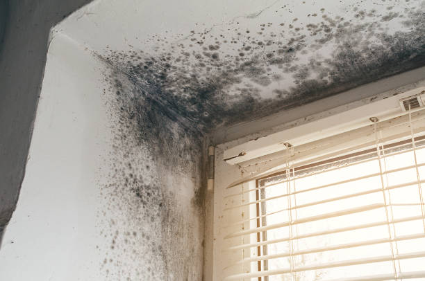 Affordable Basement Mold Remediation solutions in New Hope, MN